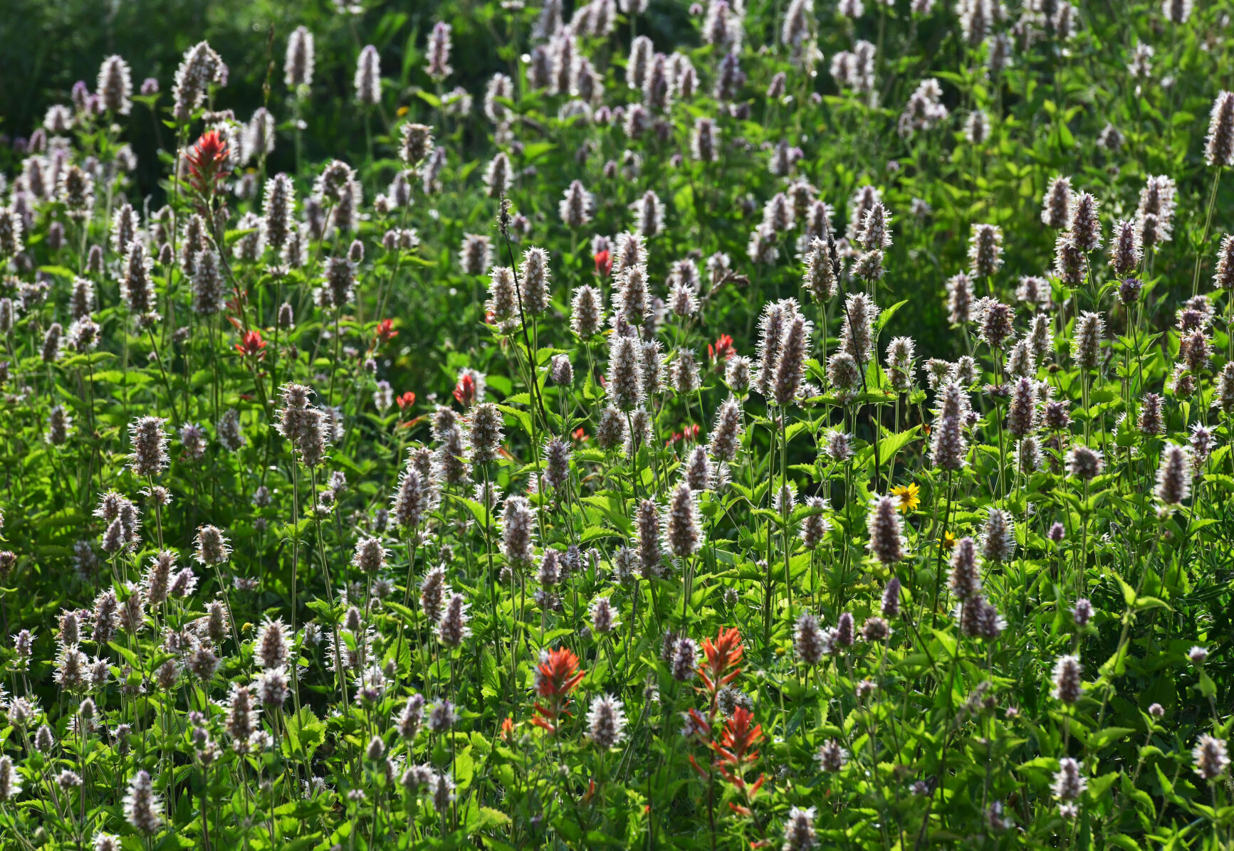 072420-news-wildflowers 13.JPG